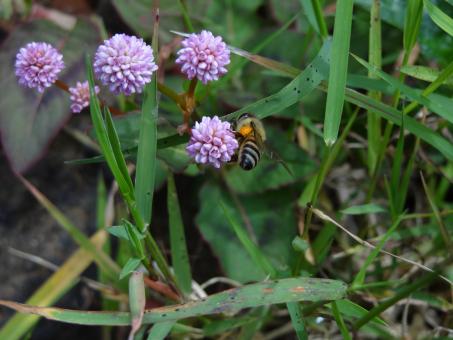 Free Stock Photo of Bee On Purple Flowers