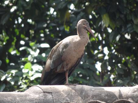 Free Stock Photo of Posing Large Bird