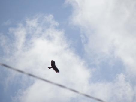 Free Stock Photo of Flying Eagle