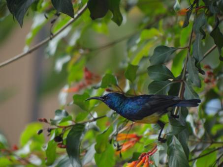 Free Stock Photo of Blue Bird Taking Flight