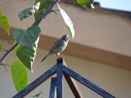Free Stock Photo of Small Bird Perched on Pole
