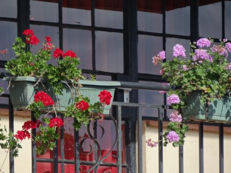 Free Stock Photo of Beautiful flowers on Balcony