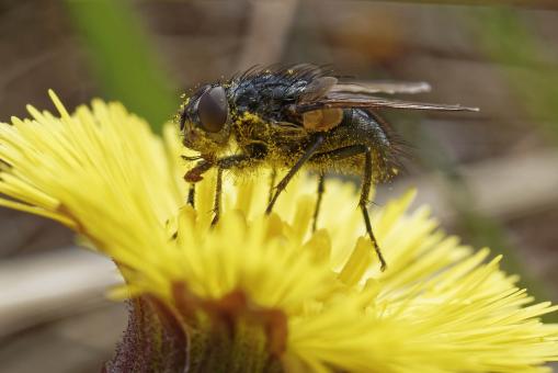 Free Stock Photo of Fly on a Flower - Macro