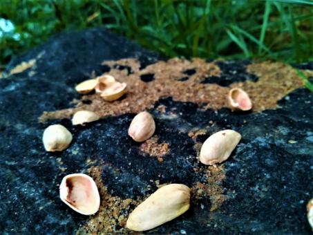 Free Stock Photo of Pistachio Endocarp on the Rock