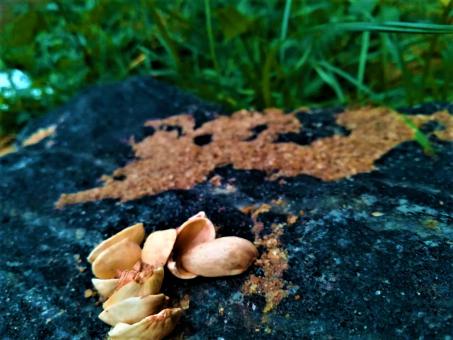 Free Stock Photo of Pistachio Endocarp