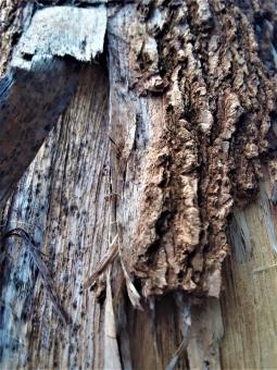Free Stock Photo of Old Dry Wood Cracked
