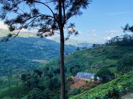 Free Stock Photo of Tea Estate 