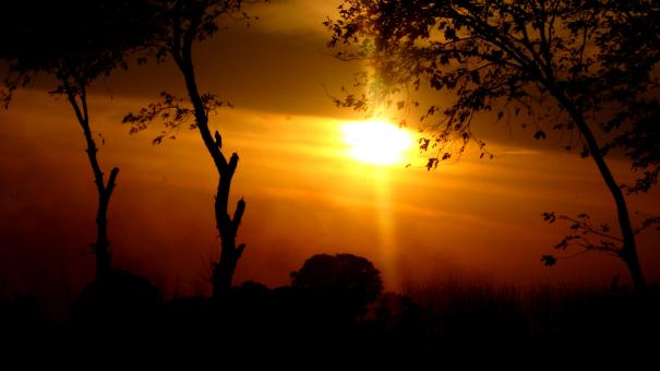 Free Stock Photo of Tree Silhouette at Sunset