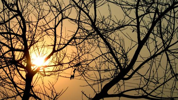 Free Stock Photo of Branches Silhouette at Sunset
