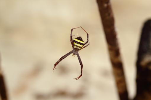 Free Stock Photo of A Spider That Hangs From Its Burn