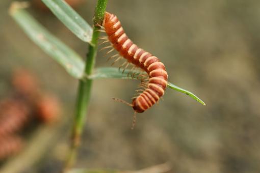 Free Stock Photo of Brown Centipede Hanging on A Plant