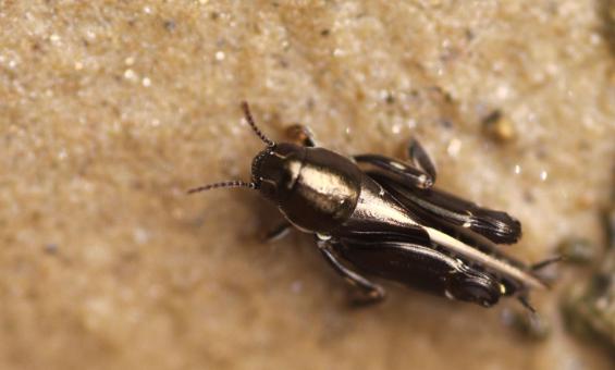 Free Stock Photo of Closeup View Of Black Insect On Field