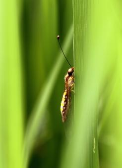 Free Stock Photo of Insect Slowly Climbing a Grass Strand