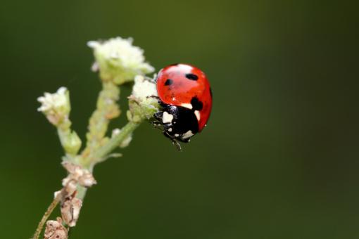 Free Stock Photo of Ladybug Macro