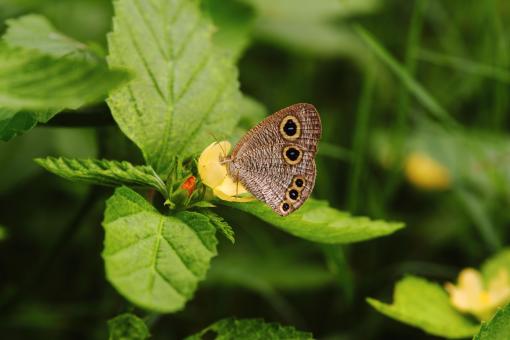 Free Stock Photo of Owl Butterfly On a Leaf
