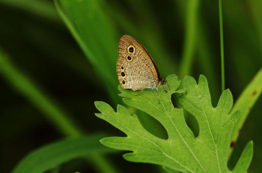 Free Stock Photo of Owl Butterfly Resting On A Bright Green Leaf