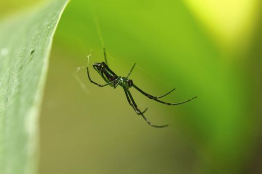 Free Stock Photo of Spider On A Web