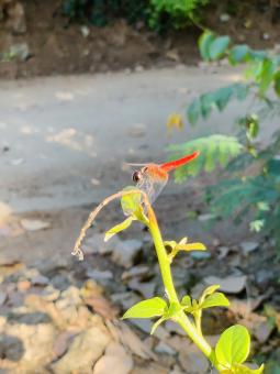 Free Stock Photo of Red Dragonfly