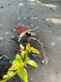 Free Stock Photo of Red Dragonfly on Plant