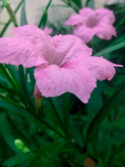 Free Stock Photo of Pink Flowers in Garden - Closeup
