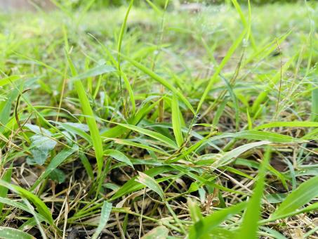 Free Stock Photo of Grass in Sri Lanka