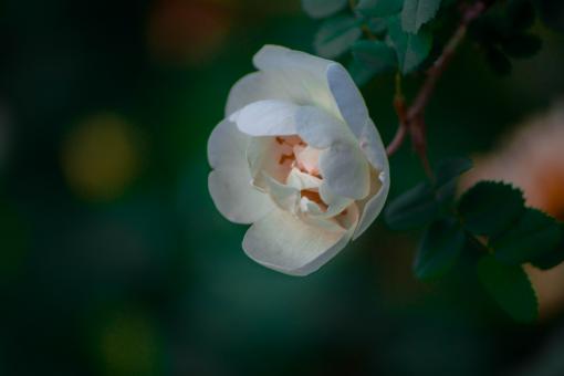 Free Stock Photo of White rose close up