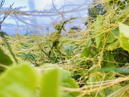 Free Stock Photo of Yellow and Freen Leaves