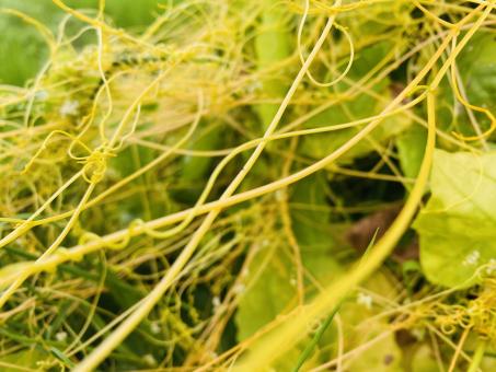 Free Stock Photo of Rare kind of wild grass