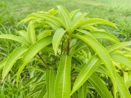 Free Stock Photo of Mango Tree