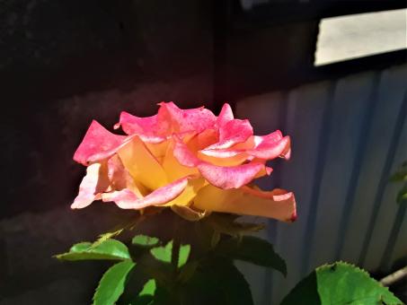 Free Stock Photo of Pink & Yellow Rose