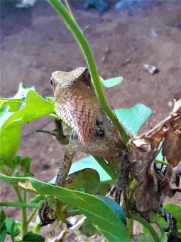 Free Stock Photo of Lizard in Tree