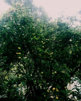 Free Stock Photo of Delicious plum fruits