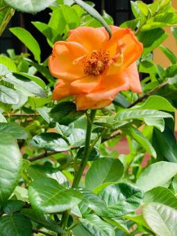 Free Stock Photo of Orange Color Rose