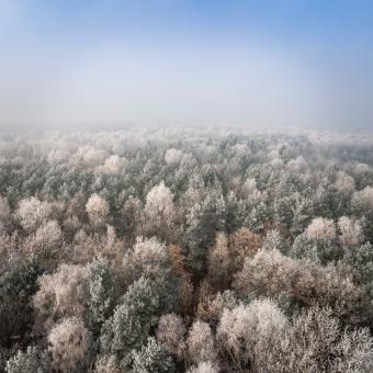Free Stock Photo of Rime and hoar frost covering trees