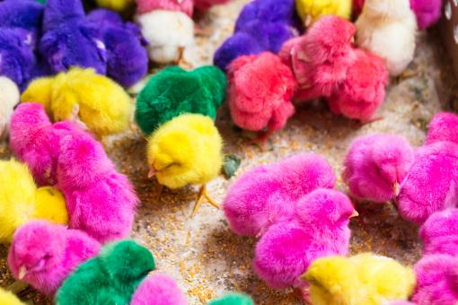 Free Stock Photo of Colorful cute little baby chickens