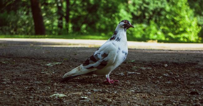 Free Stock Photo of Pigeon Standing on Ground