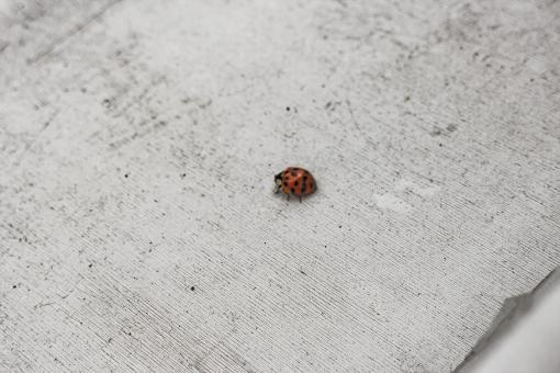 Free Stock Photo of Ladybug on White