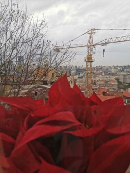 Free Stock Photo of Flower of Beirut
