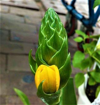 Free Stock Photo of Yellow Flower on Green Plant