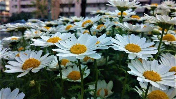 Free Stock Photo of White Daisy-like Chamomile Flowers