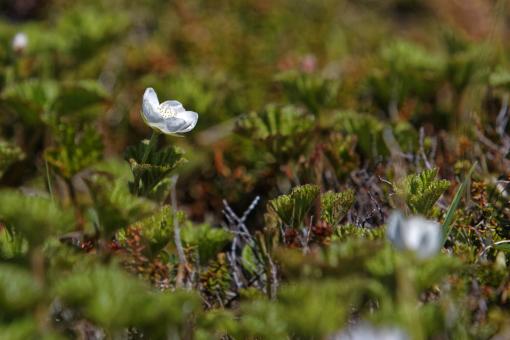 Free Stock Photo of Cloudberry