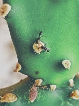 Free Stock Photo of Ants Fighting for Food
