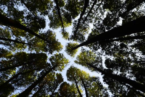 Free Stock Photo of Green Treetops