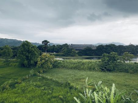 Free Stock Photo of Black Sky vs Green Trees
