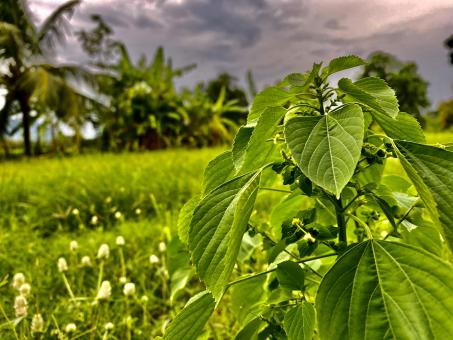 Free Stock Photo of Vivid Green Plants