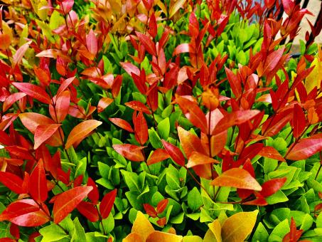 Free Stock Photo of Green leaves and Red leaves