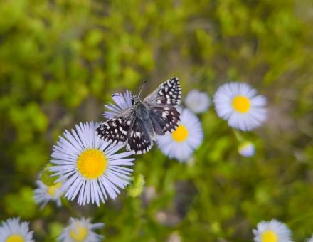 Free Stock Photo of Butterfly on small white flower