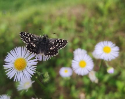 Free Stock Photo of Butterfly on white flower in nature