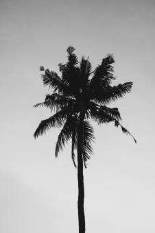 Free Stock Photo of Black and White Palm Tree