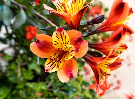 Free Stock Photo of Beautiful Spring Flowers